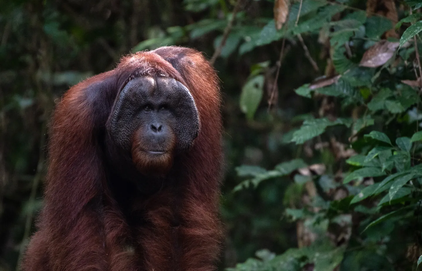 Adult male orangutan in the rainforest