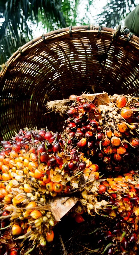 Workers harvesting bunches of ripe oil palm fruit