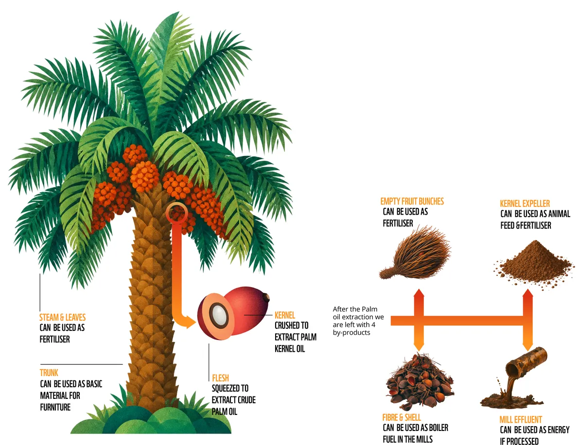 Diagram of the uses of the oil palm. Steam and leaves can be used as fertiliser; the trunk as basic material for furniture. The fruit’s flesh is squeezed to extract crude palm oil and the kernel is crushed to extract palm kernel oil. After the extraction, 4 by-products are left: empty fruit bunches, used as fertiliser; fibre and shell, used as boiler fuel in the mills; kernel expeller, used as animal feed and fertiliser; and mill effluent, used as energy if processed.