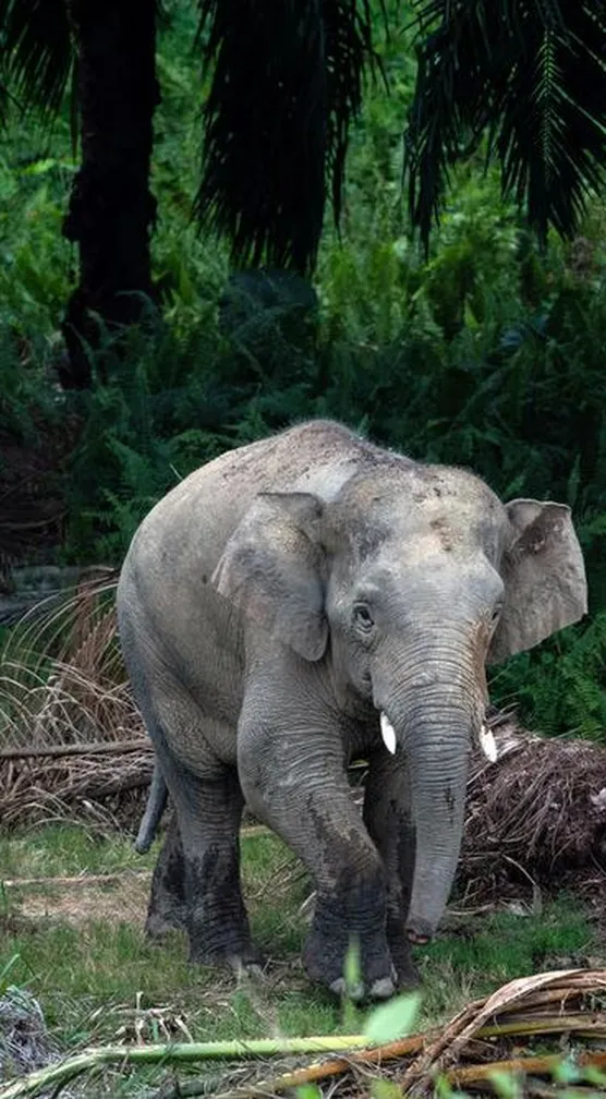 An elephant walking among oil palms