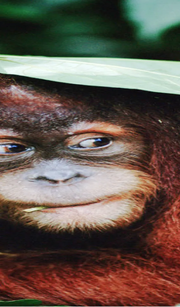 A young orangutan sheltering under a large leaf