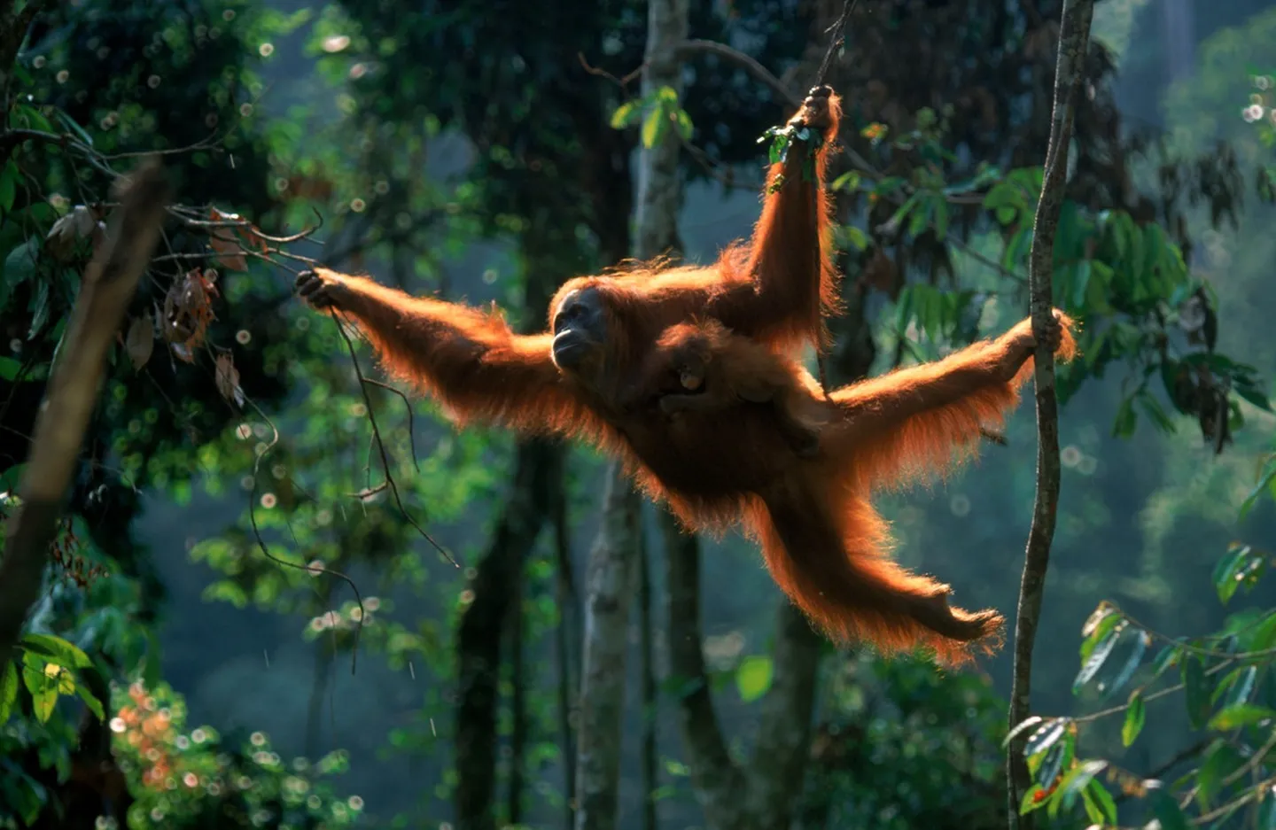 An orangutan swinging between branches in the rainforest