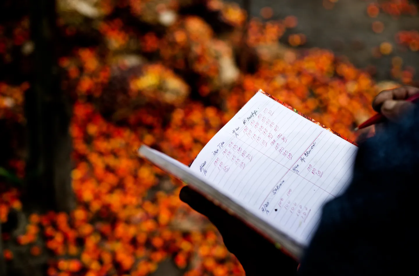 A hand taking notes in a notebook over a pile of oil palm fruit