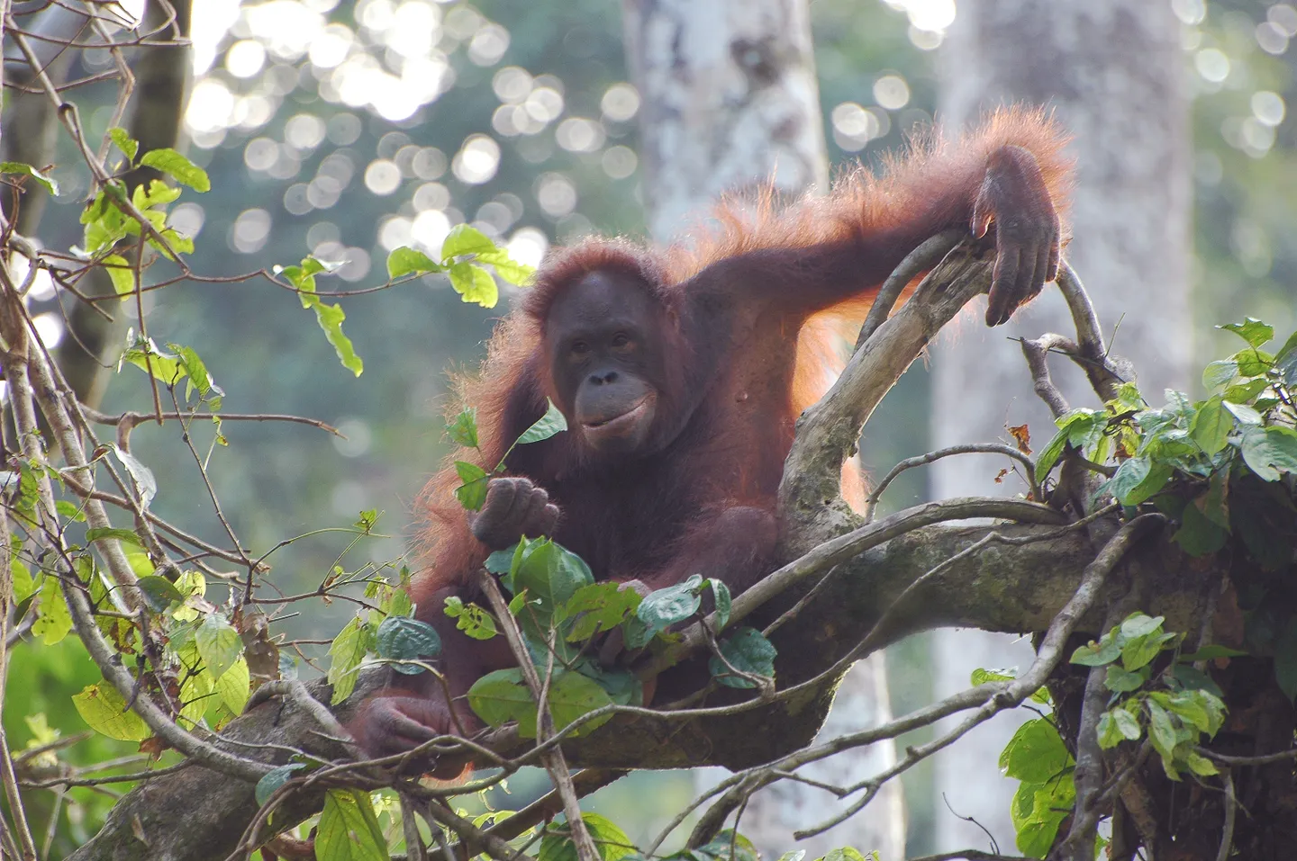 An orangutan sitting in the branches of a tree