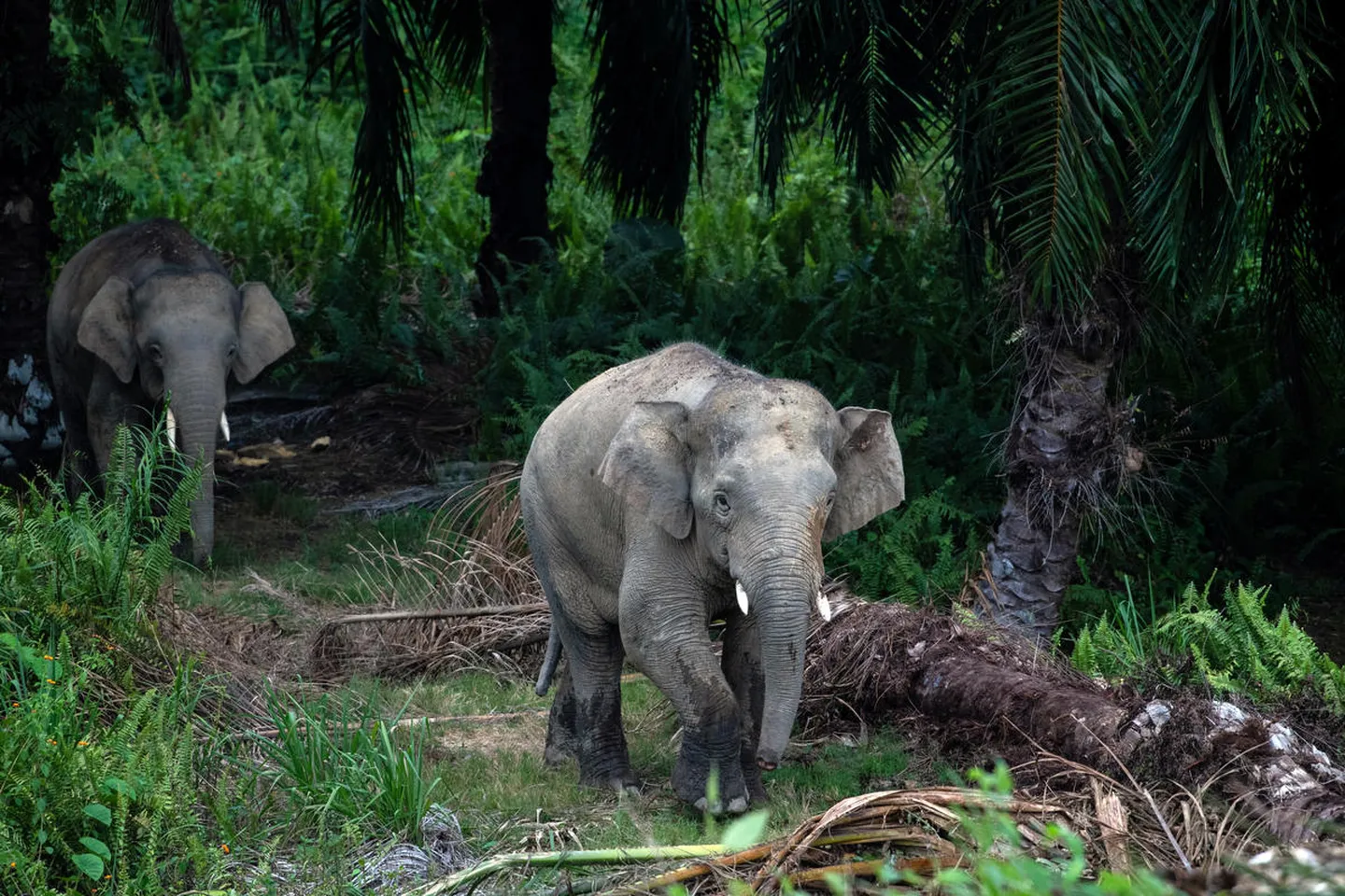 Elephants walking through an oil palm plantation