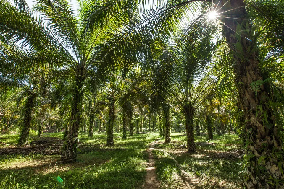 A path through an oil palm plantation