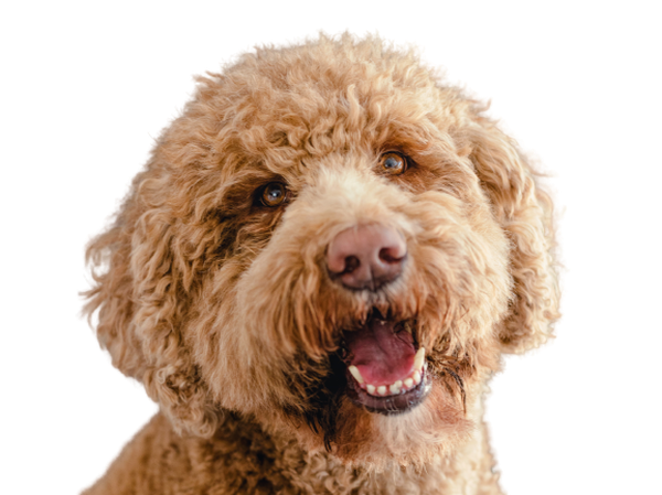 Boet de kantoorhond