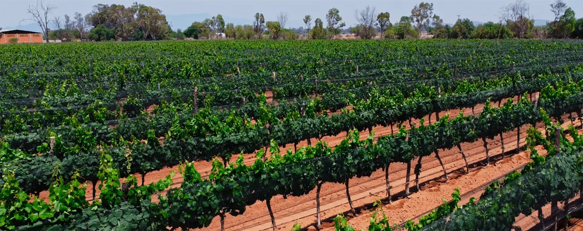 Filas de viñedos verdes en Guanajuato bajo cielo claro