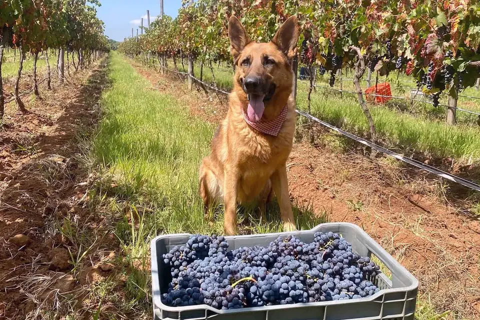 Caja de uvas cosechadas entre filas de viñedo en Guanajuato