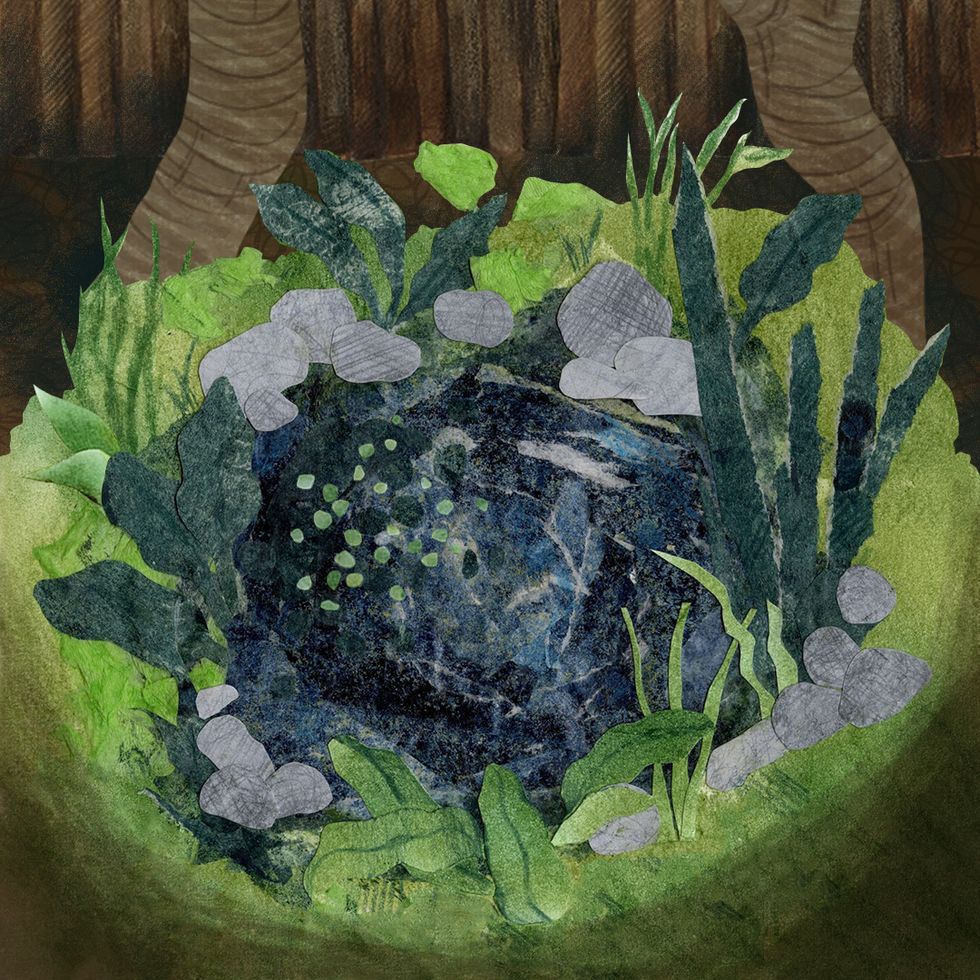 Illustration of a pond with lily pads, surrounded by plants