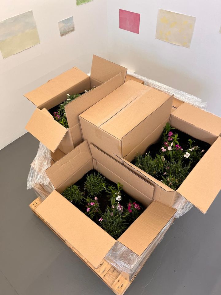 Photo of flowers in cardboard boxes on display in gallery