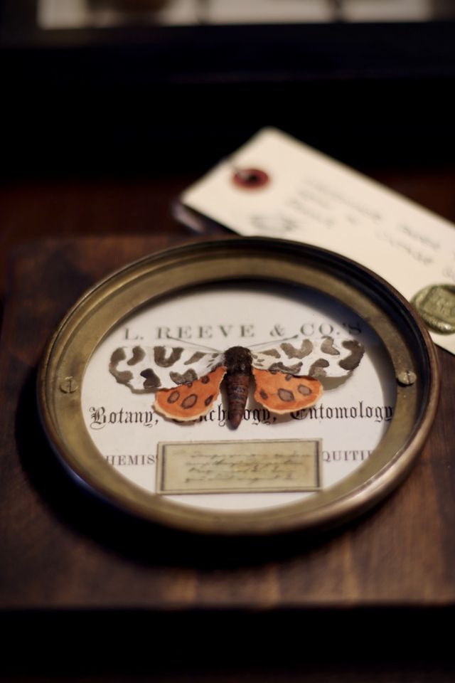 Photo of an orange, white and black moth in a round metal display case with an out-of-focus tag connected