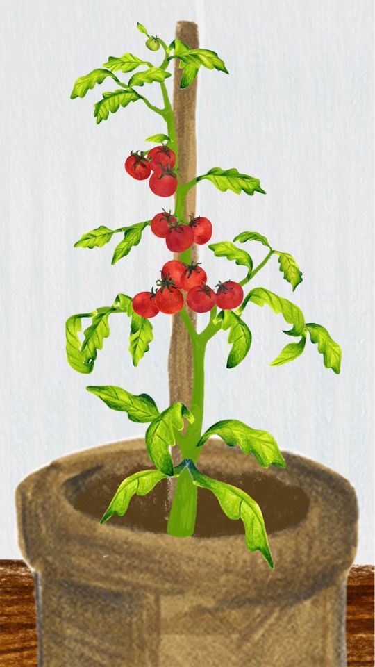 Illustration of tomato plant in pot