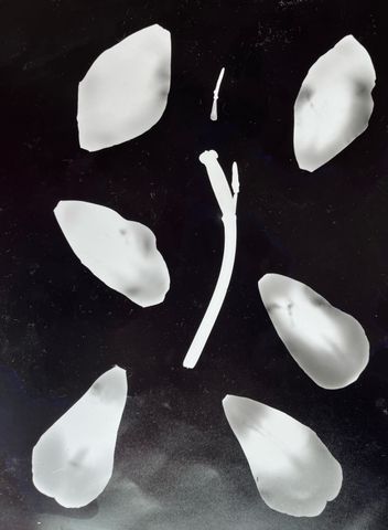 Photo of a deconstructed silver flower
