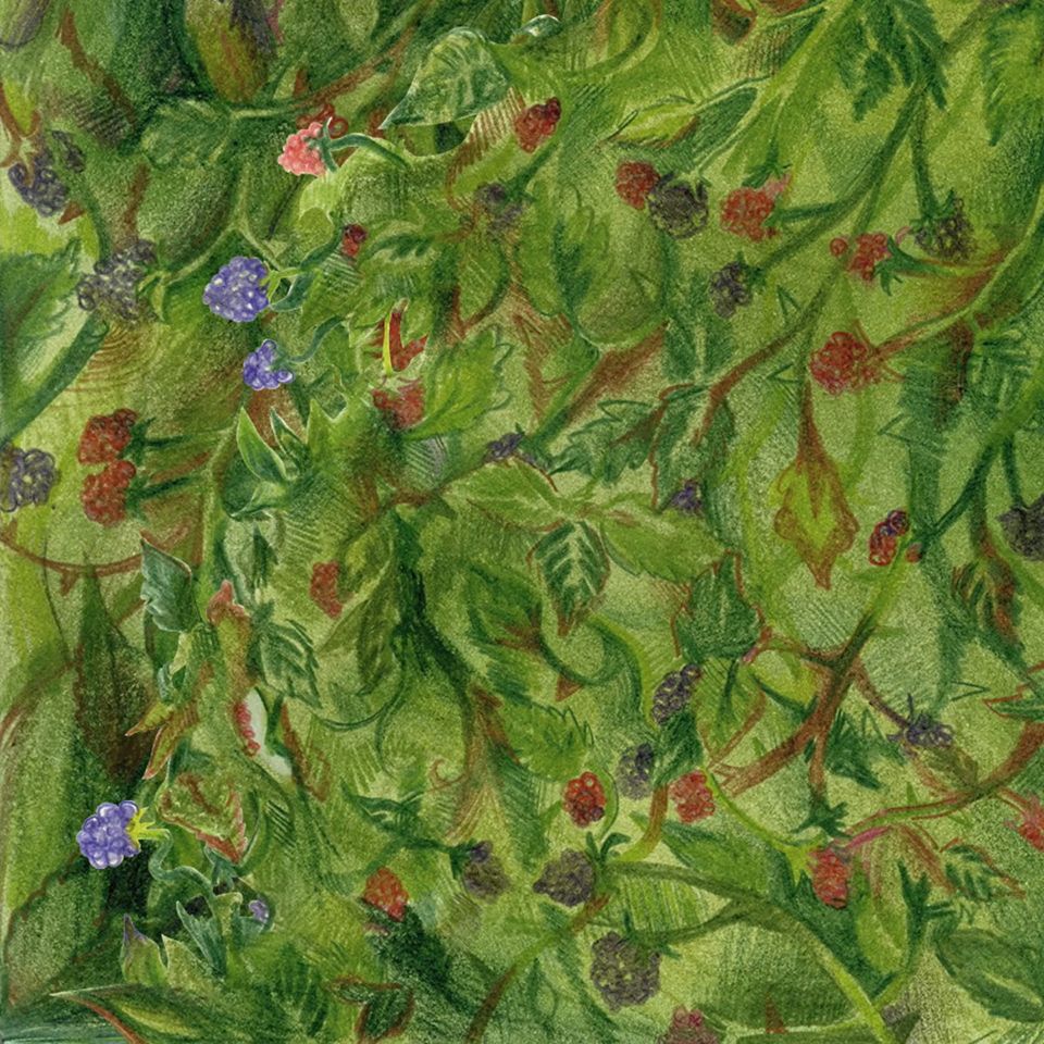 Illustration of blackberries and raspberries on bushes