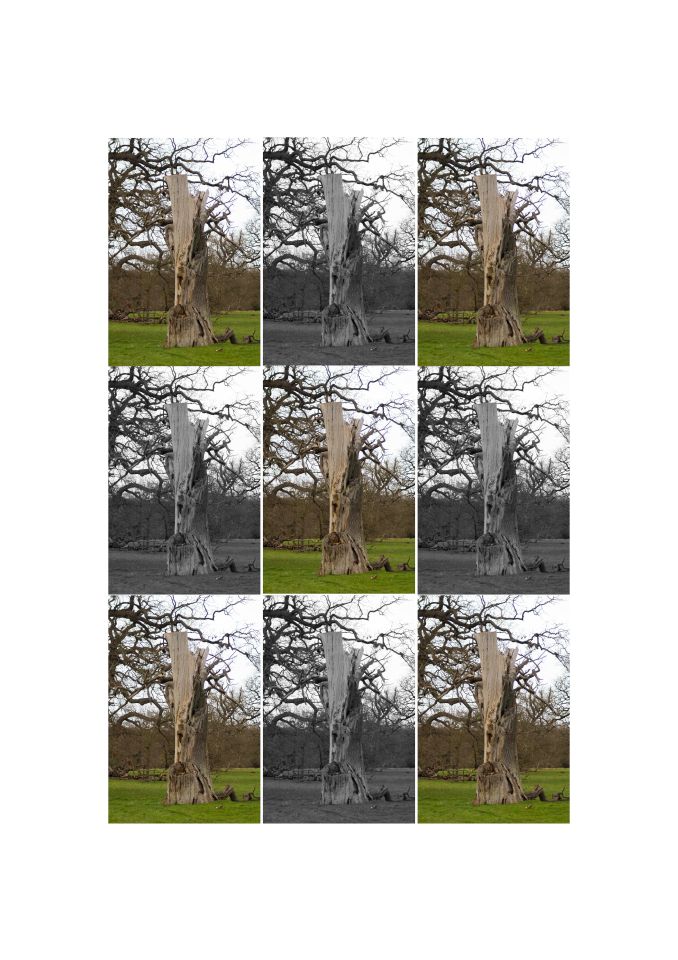 Nine panels of a dead tree in a field, alternating between color and grayscale images. Each panel shows the same tree from the same angle.