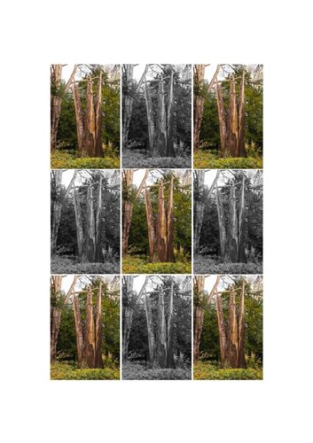 A grid of nine tree images, alternating between color and black-and-white, showcasing various perspectives and lighting.