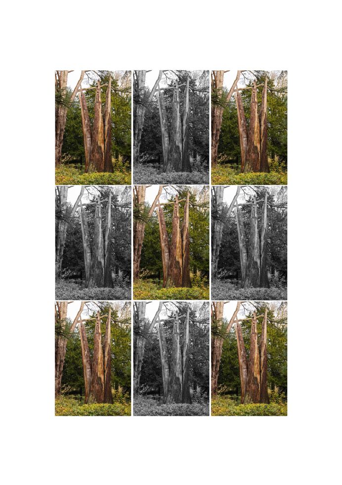 A grid of nine tree images, alternating between color and black-and-white, showcasing various perspectives and lighting.