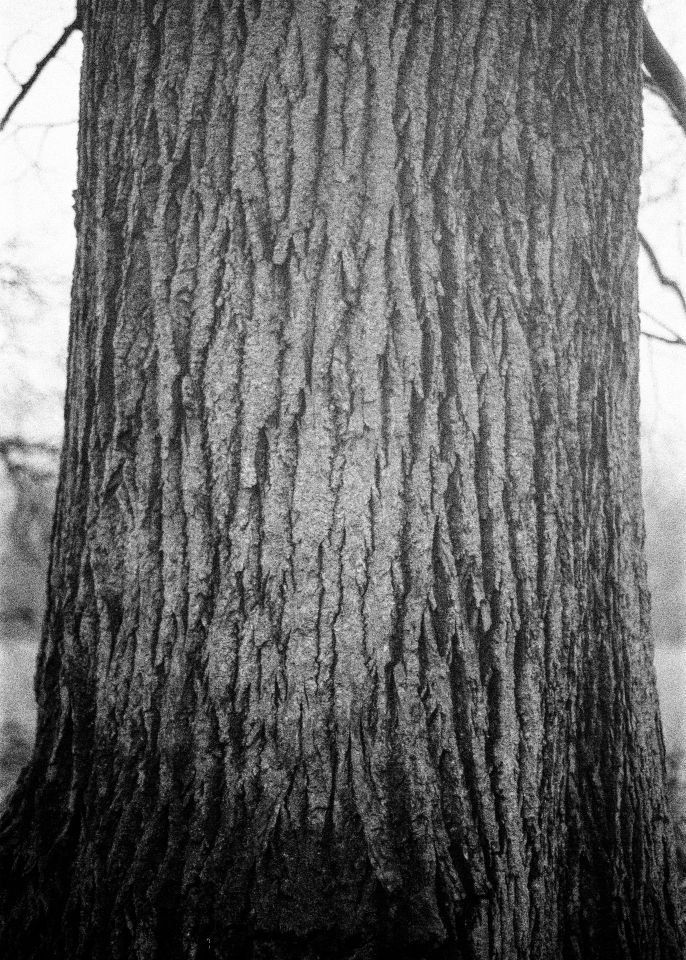 Close-up of a tree trunk with a rough, textured bark in black and white.
