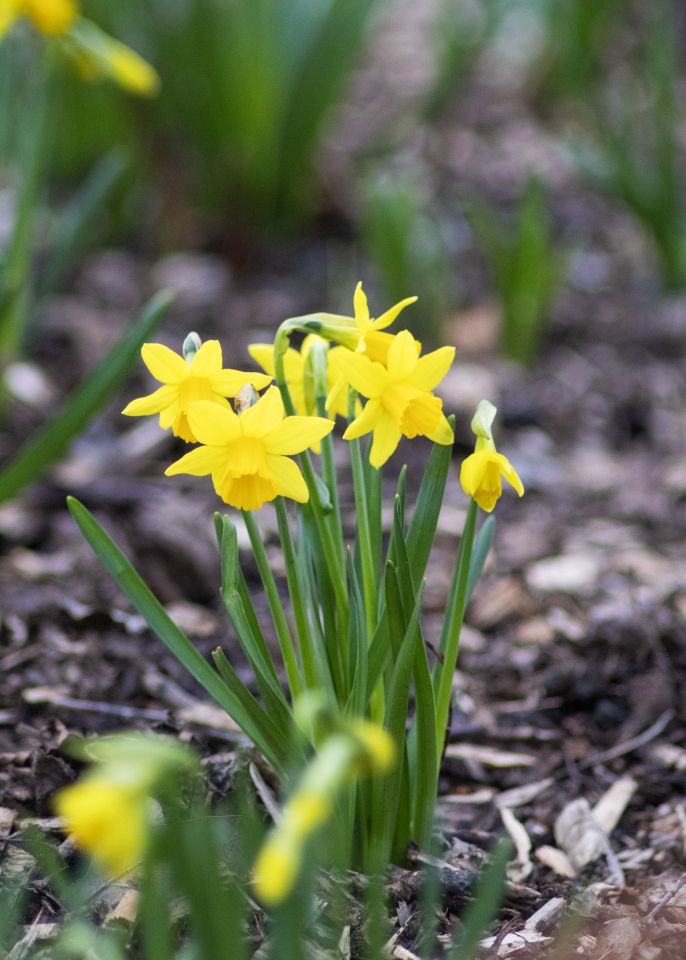 Yellow daffodils with green stems bloom in a garden, surrounded by blurred foliage and mulch on the ground.