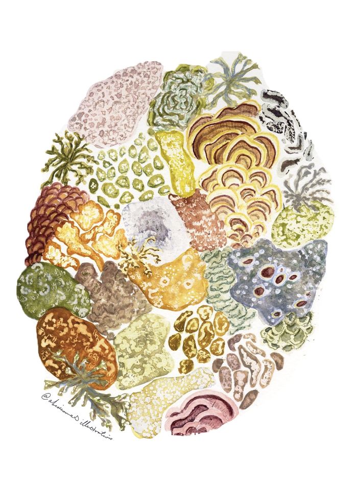Illustration of shells and lichen