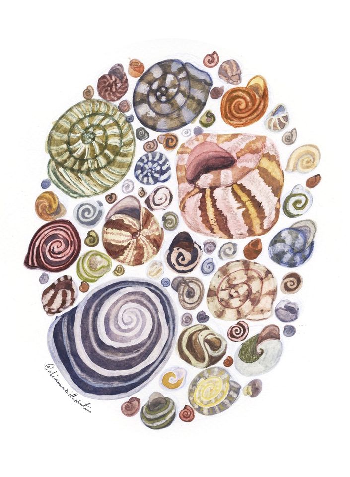 Illustration of shells