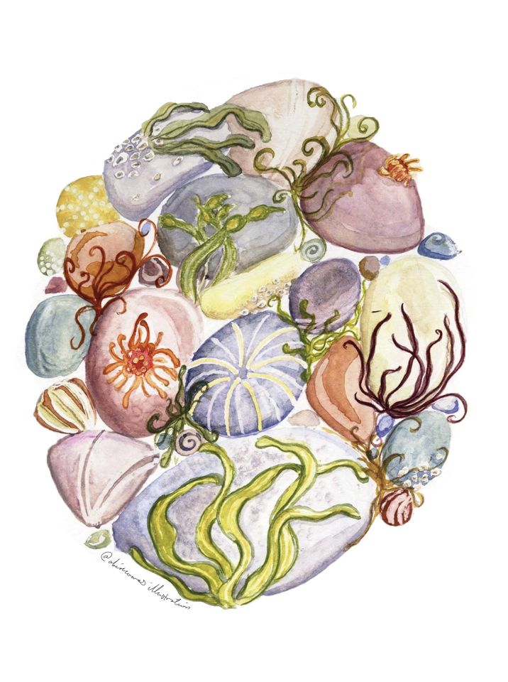 Illustration of shells and lichen