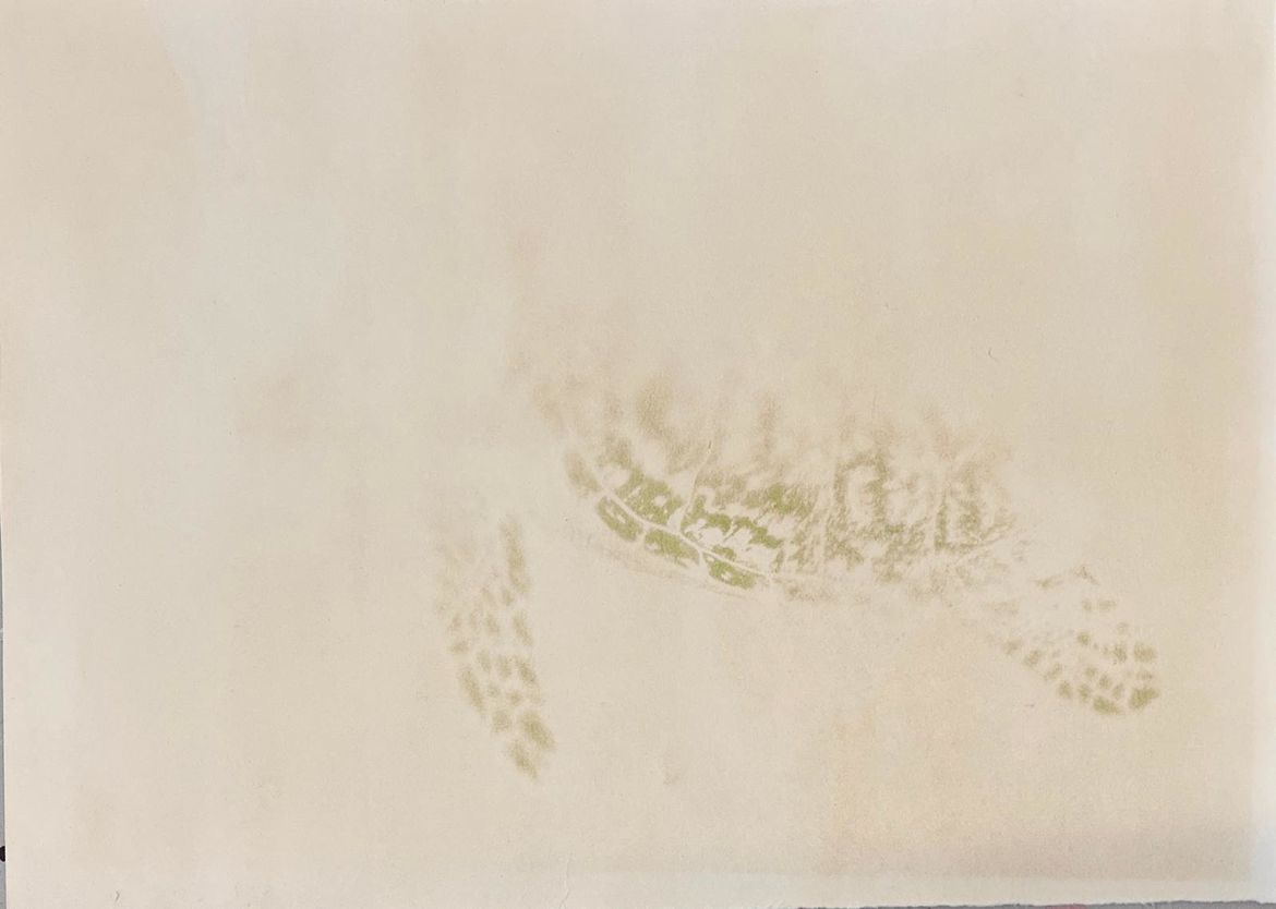 picture of turtle fossil with top half faded out