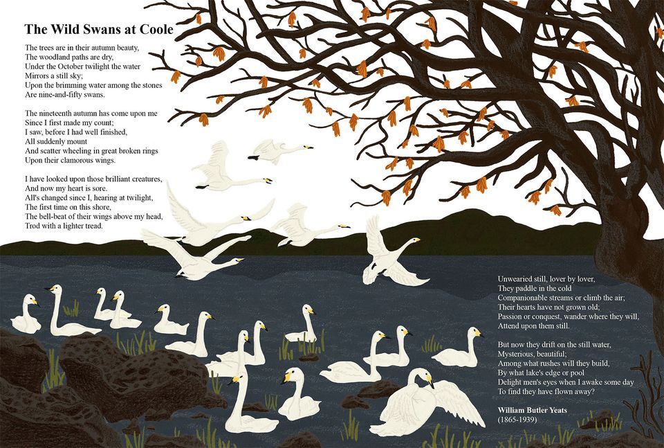 Illustration of swans on pond beneath tree with poem The Wild Swans at Coole