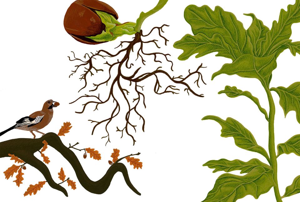 Illustration of a jay sitting on an oak branch, an oak branch with an acorn and a green stem of oak