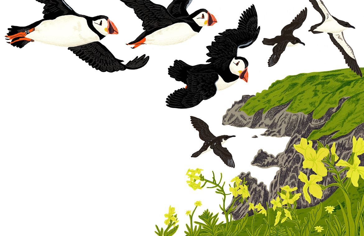 Illustration of puffins flying over cliffs