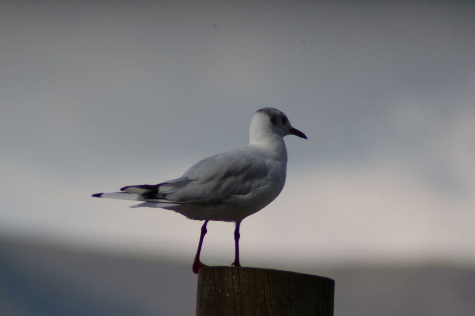 Photo of tern standing on wooden post against grey background