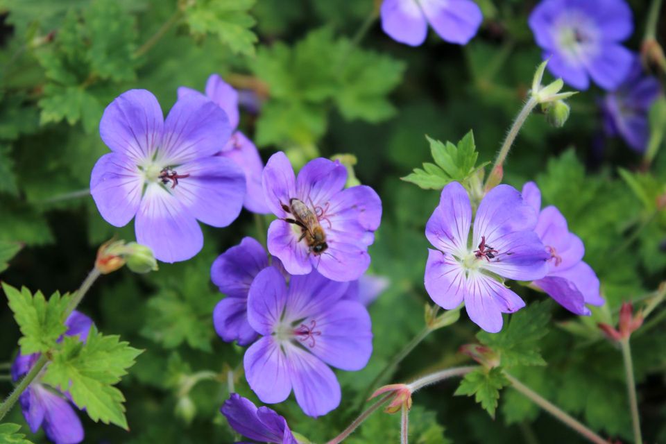 Photo of purple flowers on plant with a honey bee on one