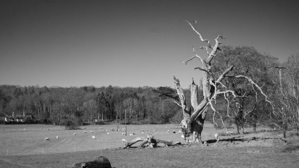 Black and white rural landscape with a twisted, bare tree in the foreground, sheep grazing in a distant field, and a forested background.