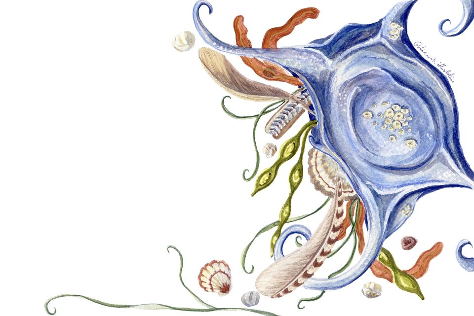 Illustration of shells and sea life