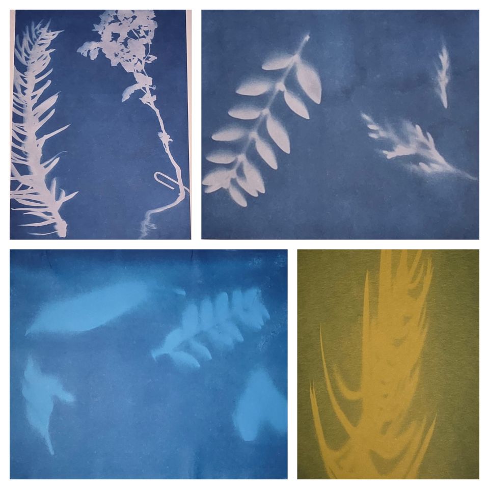 Collage of cyanotype prints showcasing white silhouettes of various leaves and plants on blue backgrounds, with one section in green.