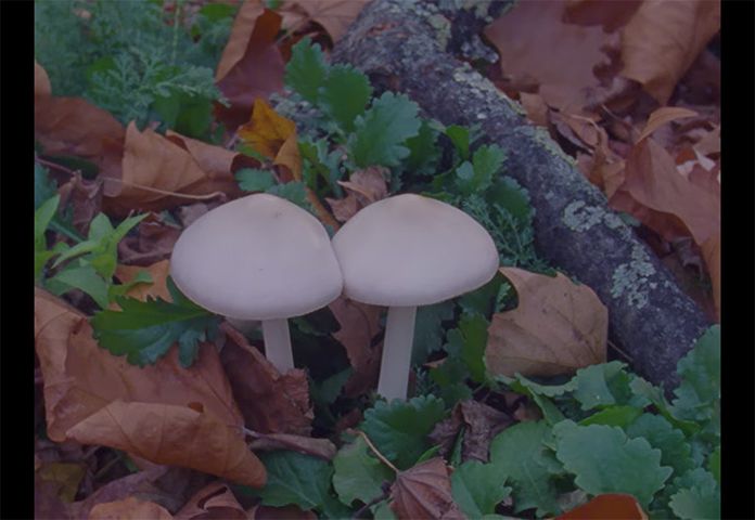 Two pale mushrooms growing close together among fallen leaves and greenery on a forest floor.
