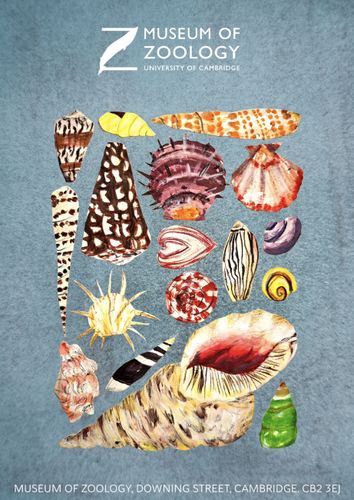 Illustrated collection of colorful seashells on a blue background. "Museum of Zoology, University of Cambridge" text at the top.