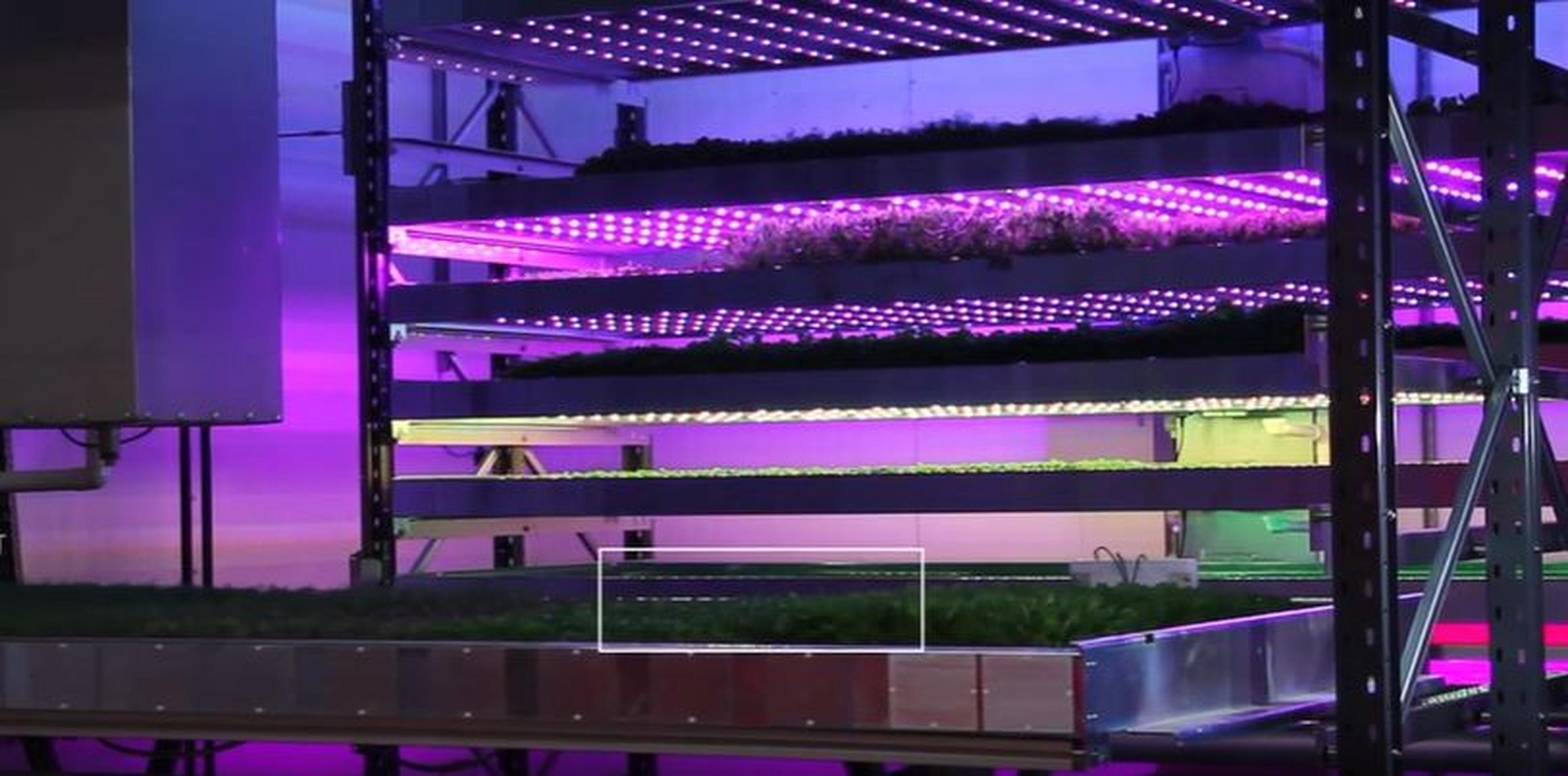 Robotik in der Landwirtschaft: vertical Farming mit Robotern