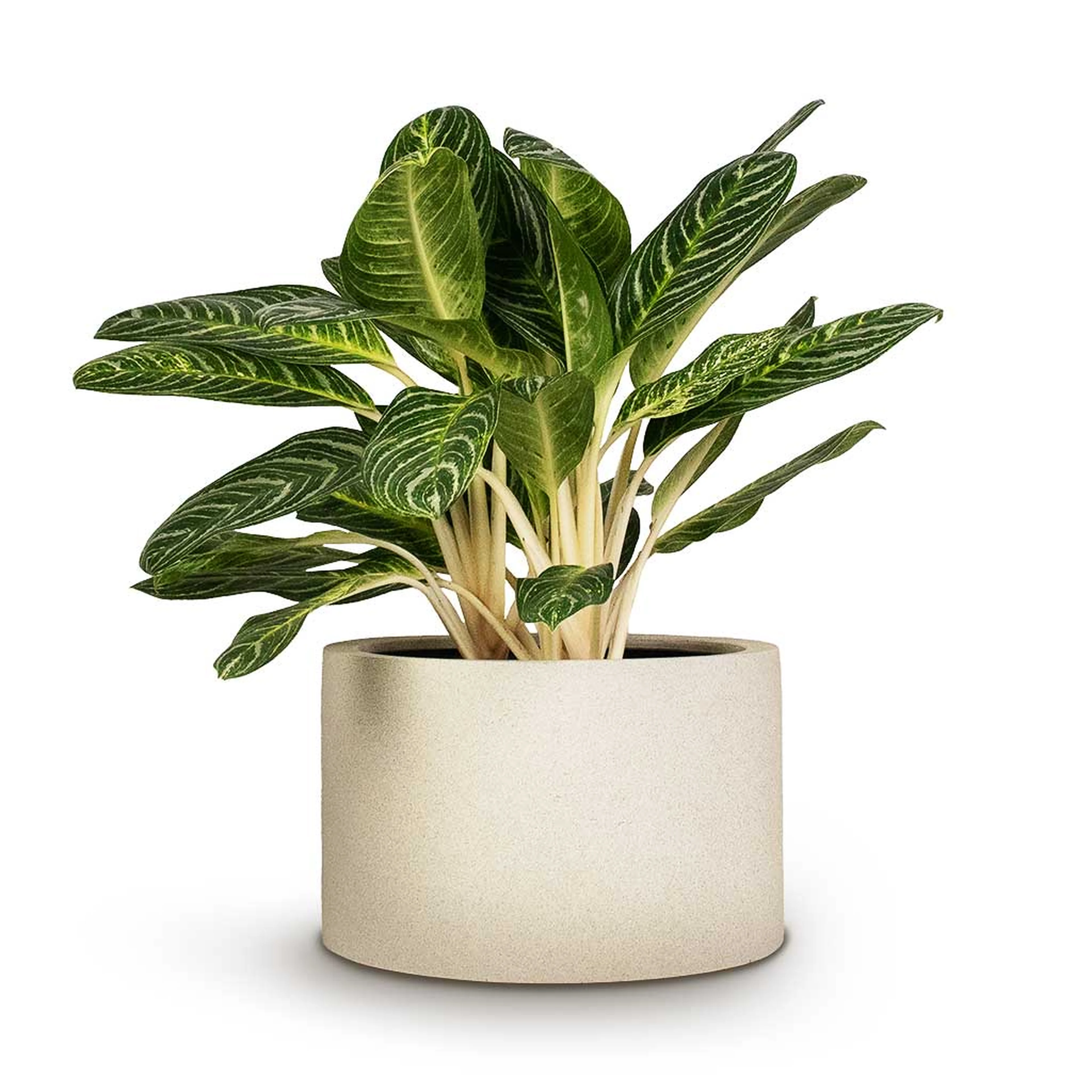 Aglaonema White lime