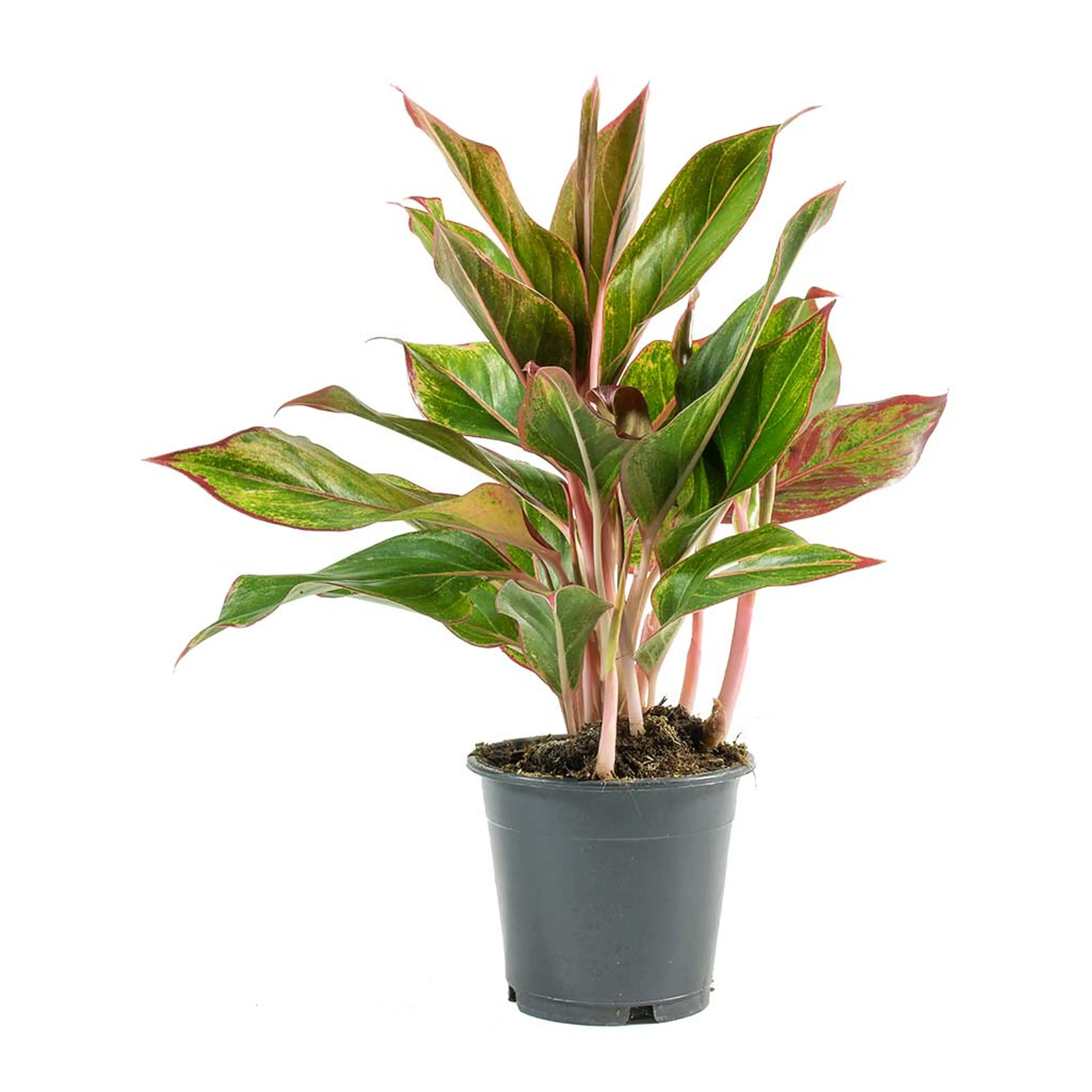 Aglaonema crete - Chinese Evergreen