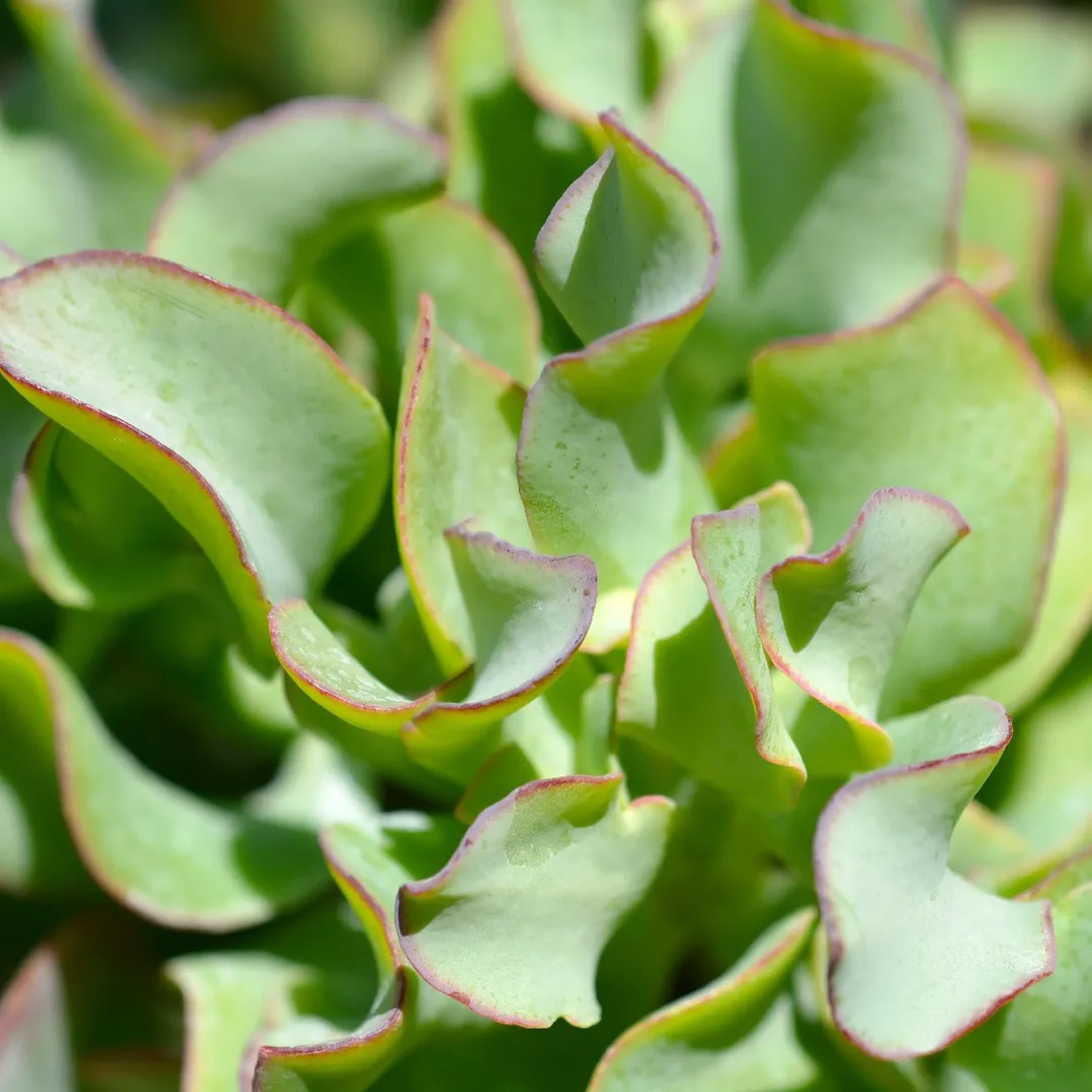 Crassula Arborescens Undulatifolia