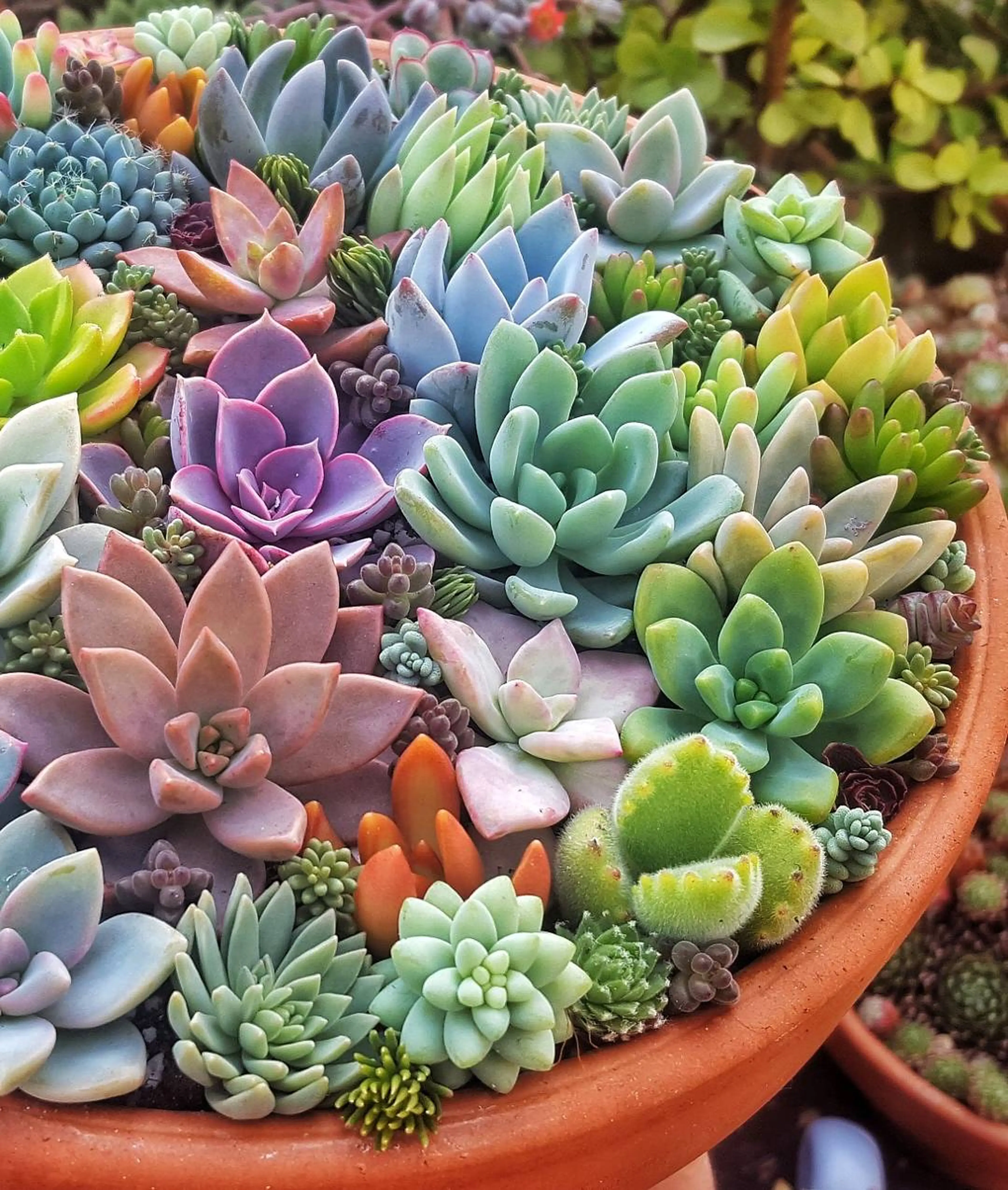 Succulent Mix