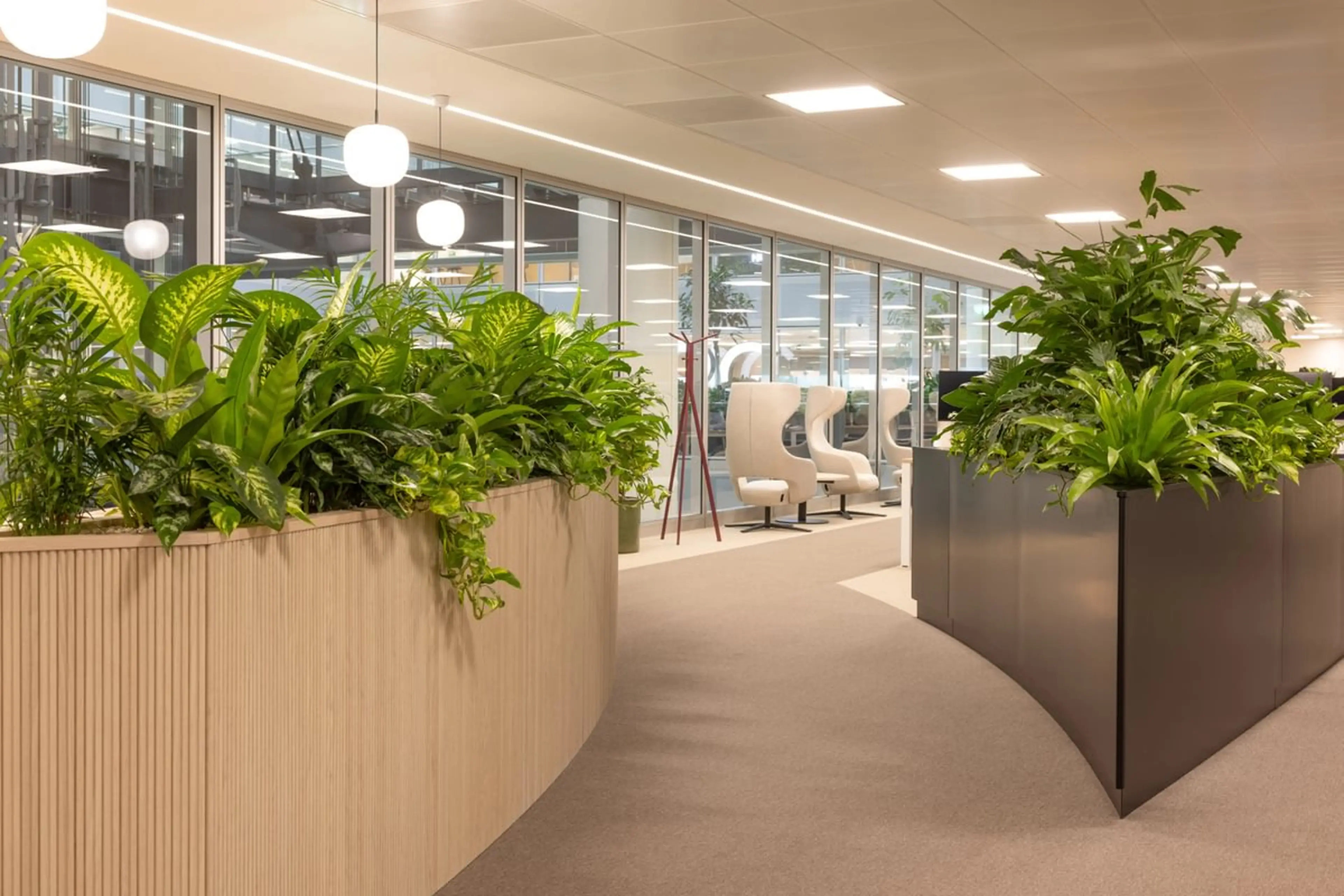 Curving walkway lined by integrated planting furniture