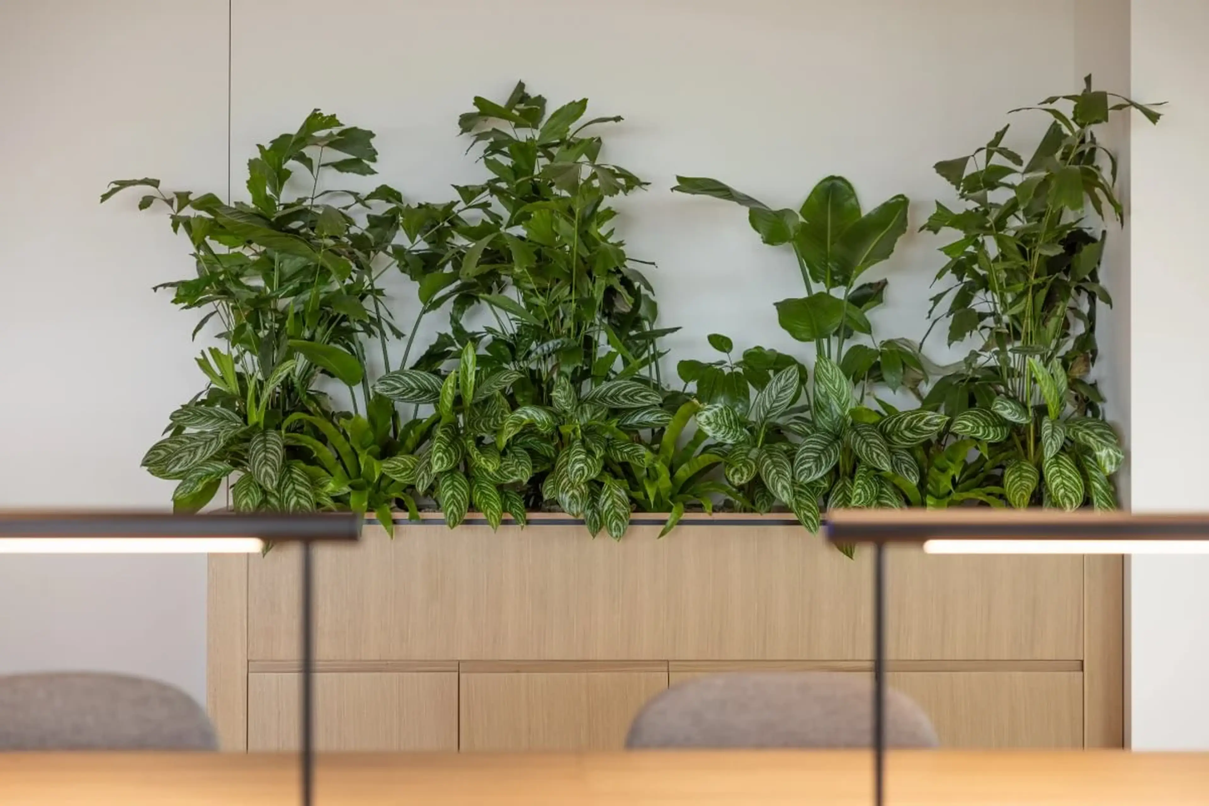Indoor plants in a wooden planter against a white wall, with a blurred table and chair in the foreground.