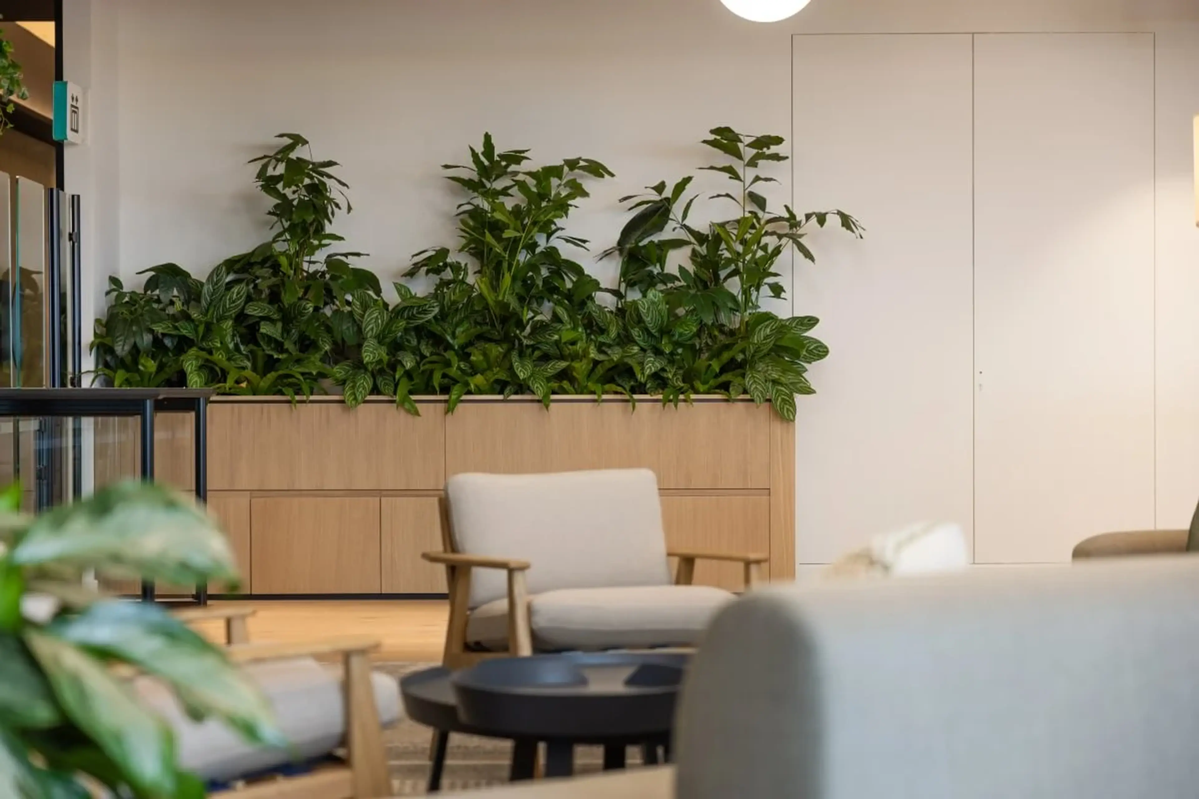Modern lounge area with light wooden furniture and a planter filled with lush green plants against a white wall.
