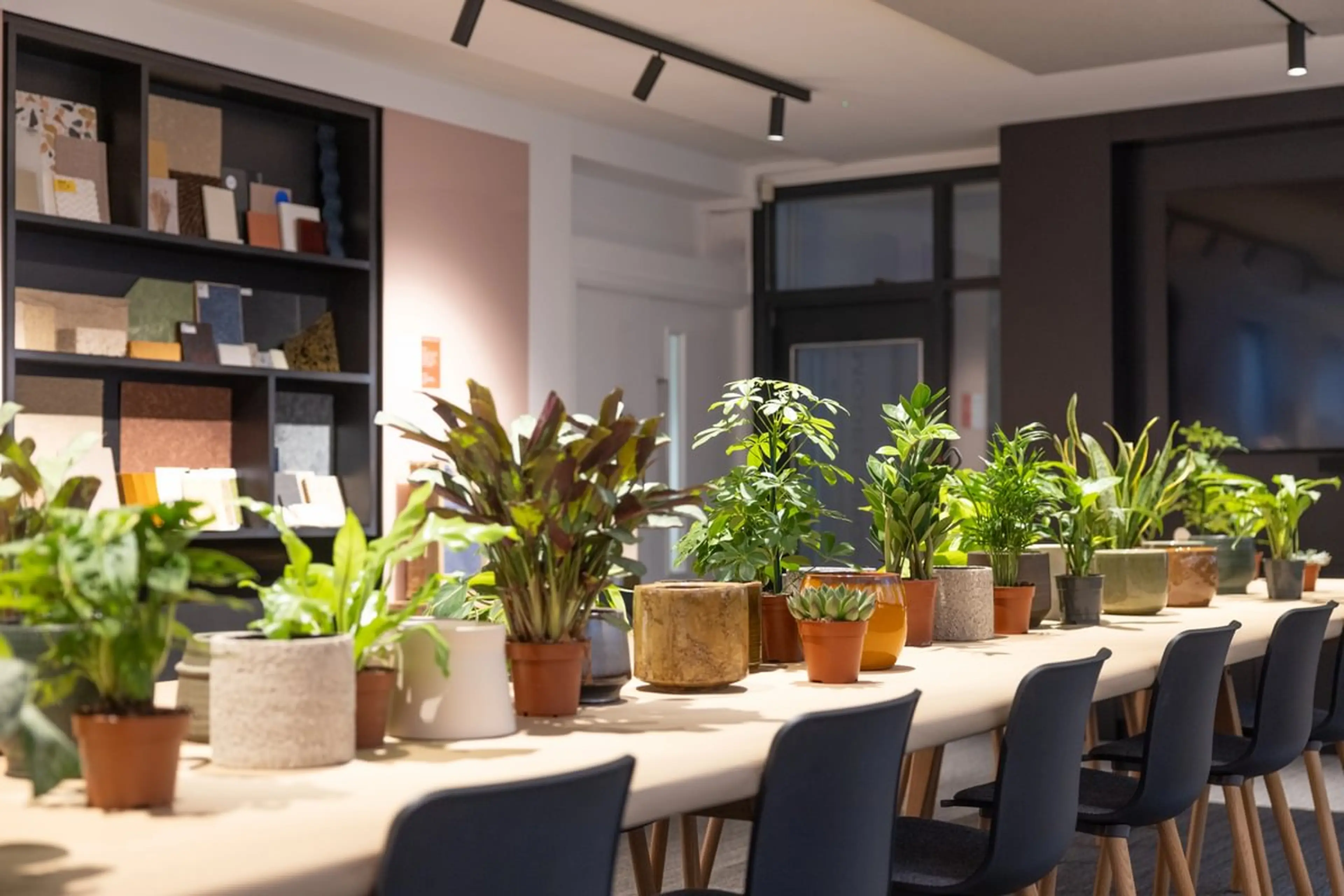Plants in a row on a table