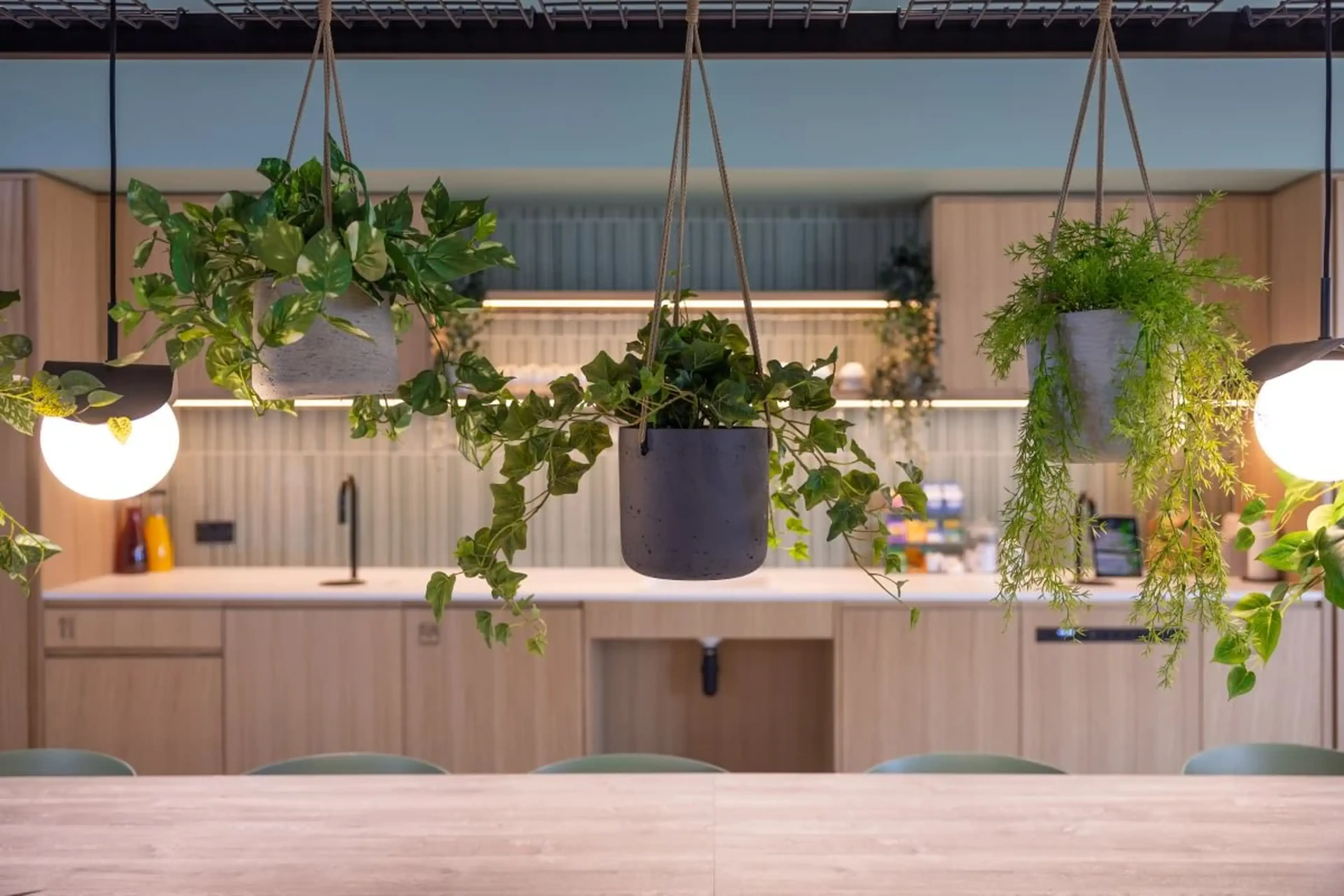 Hanging plants and spherical lights decorate a modern kitchen with light wood cabinets and an island counter.