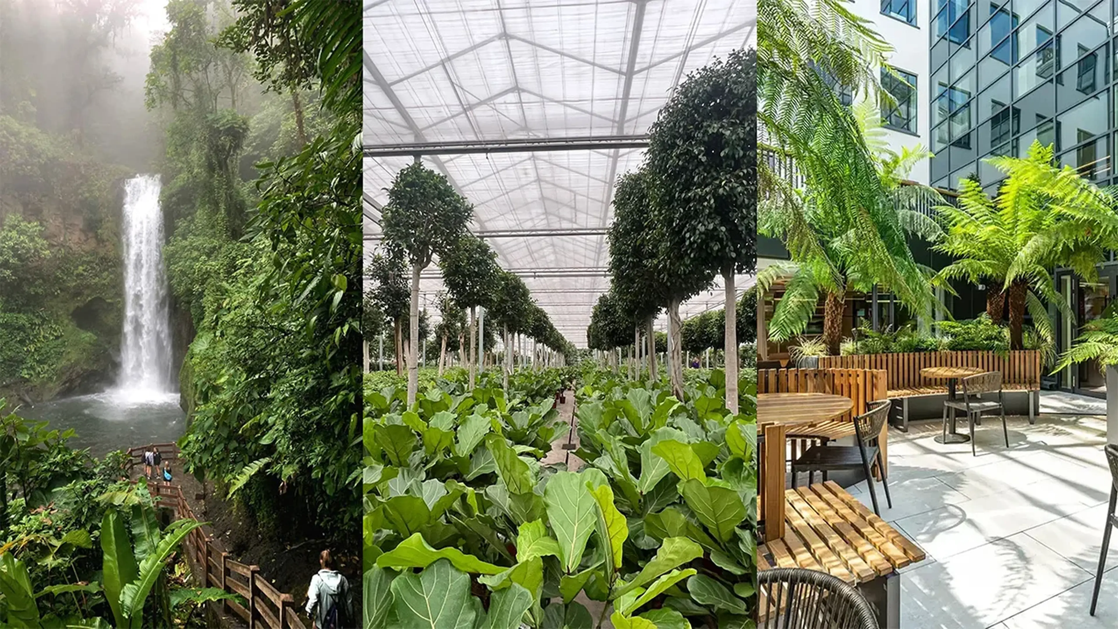 From rainforest to workplace: a visual journey showing a waterfall in Costa Rica, a plant nursery in Holland, and a Plant Plan installation in a London office courtyard.