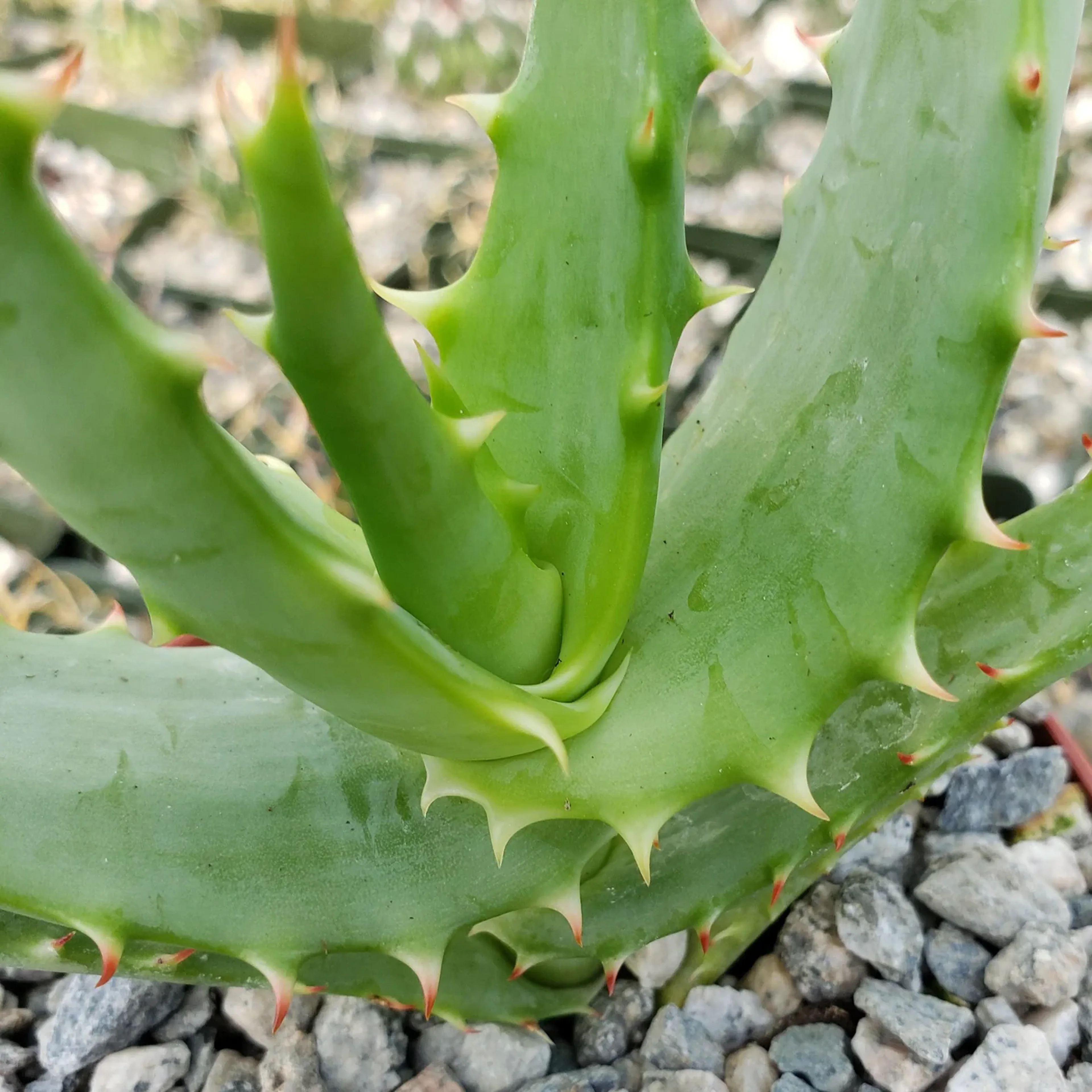 Aloe Africana